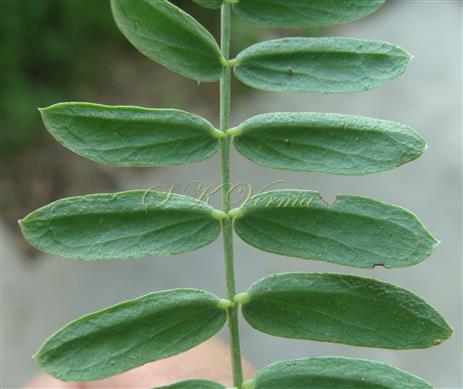  Part of pinna bearing leaflets